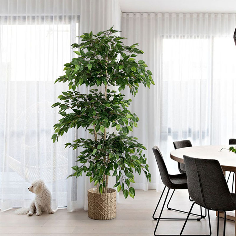 70in Ficus Artificial Tree Lar - огляд і ціна Dracaena Marginata